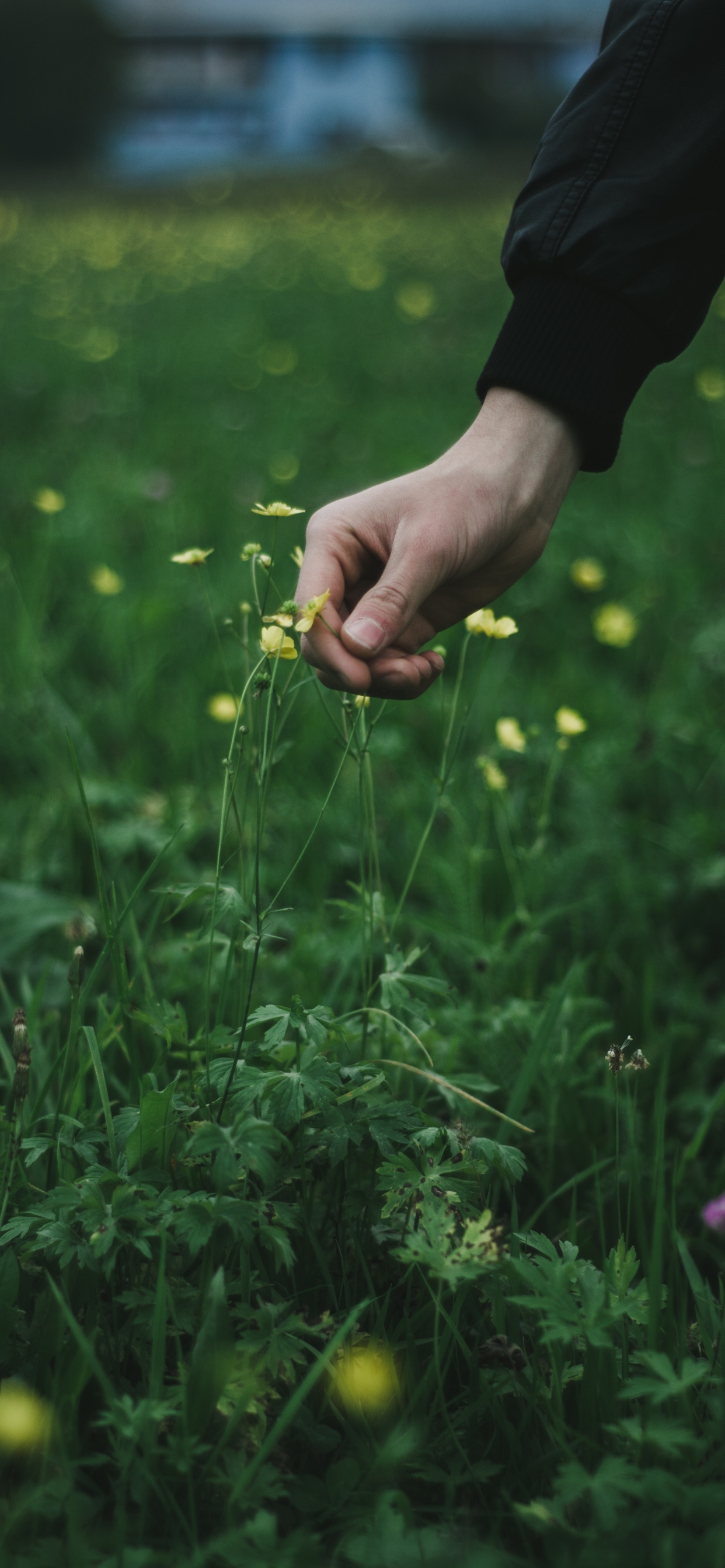 绿色的, 草, 草家庭, 弹簧, 草地上 壁纸 1242x2688 允许