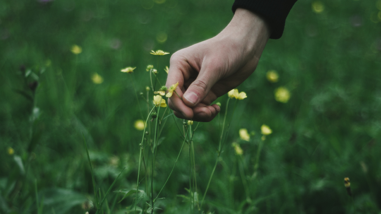Person Holding Yellow Flower During Daytime. Wallpaper in 1280x720 Resolution