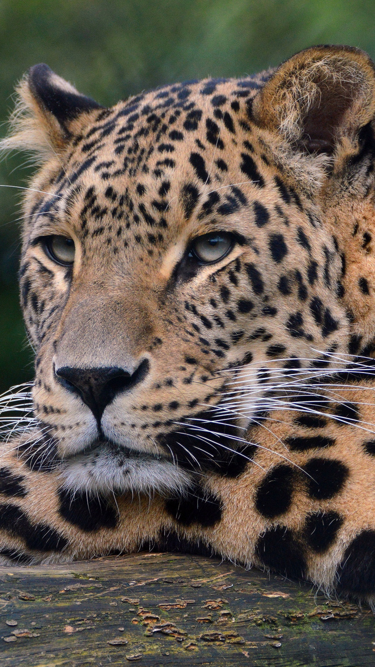 Brauner Und Schwarzer Leopard, Der Auf Braunem Felsen Liegt. Wallpaper in 750x1334 Resolution