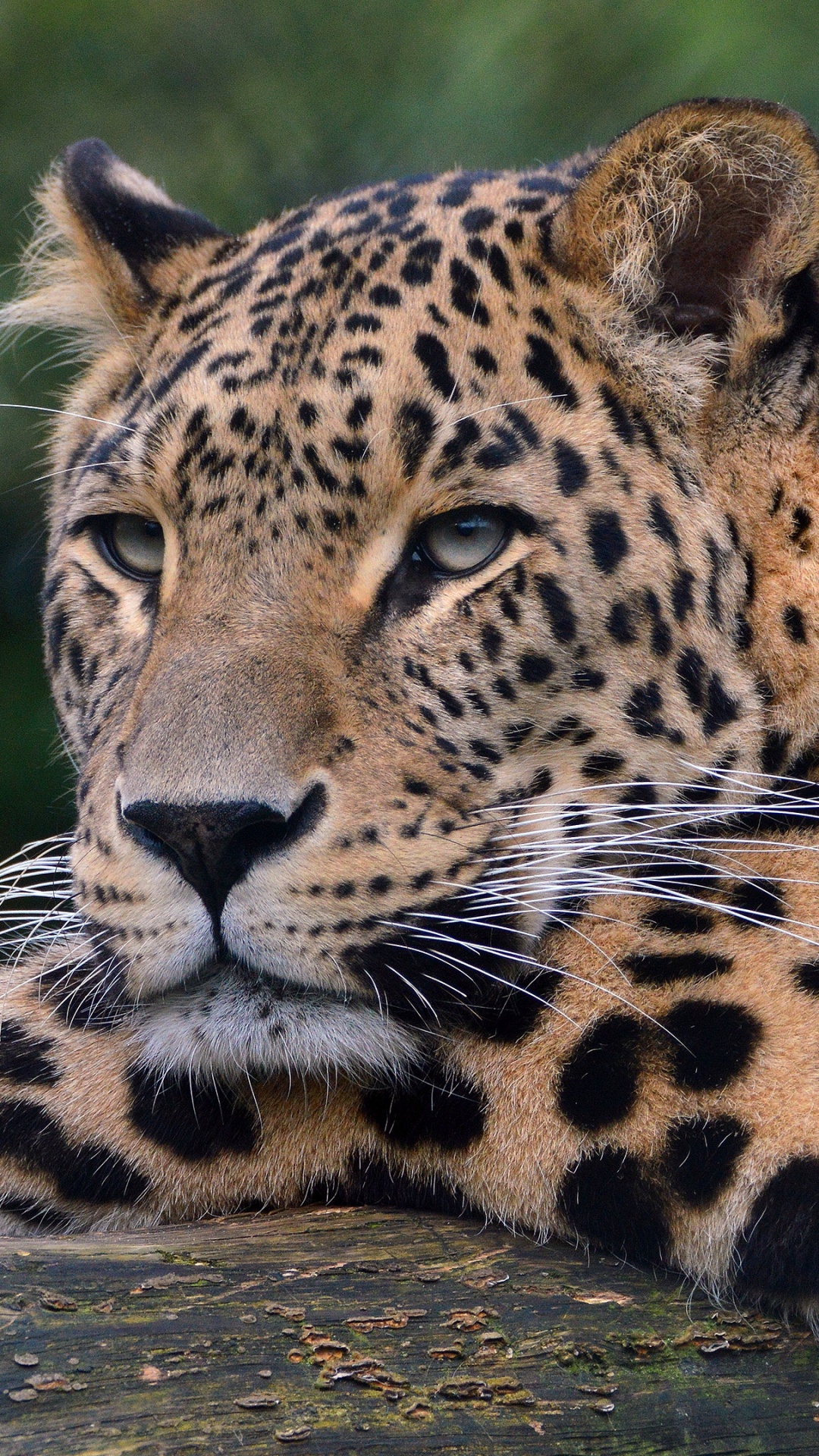 Leopardo Marrón y Negro Acostado Sobre Roca Marrón. Wallpaper in 1080x1920 Resolution