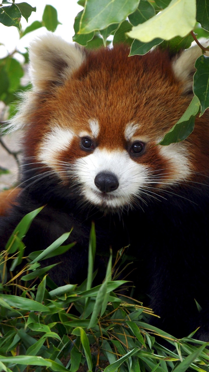 el Panda Gigante, el Panda Rojo, la Lindura, Cabeza, Carnívoro. Wallpaper in 720x1280 Resolution