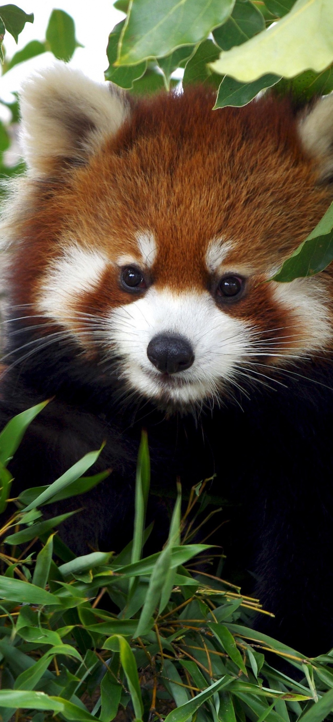 Giant Panda, Red Panda, Cuteness, Head, Plant. Wallpaper in 1125x2436 Resolution