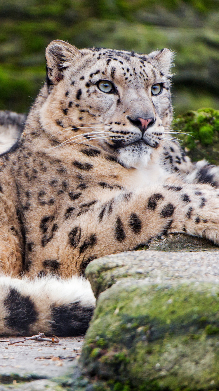 Léopard Des Neiges Posant, Leopard, Snow Leopard, Harfang, Felidae. Wallpaper in 750x1334 Resolution