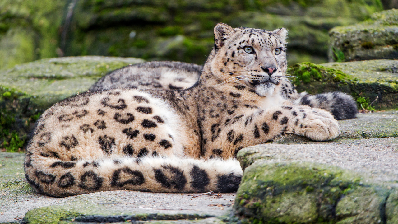 Snow Leopard Posing, Leopard, Snow Leopard, Snowy Owl, Birds. Wallpaper in 1280x720 Resolution