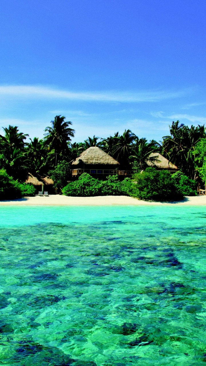 Green Trees on White Sand Beach During Daytime. Wallpaper in 720x1280 Resolution