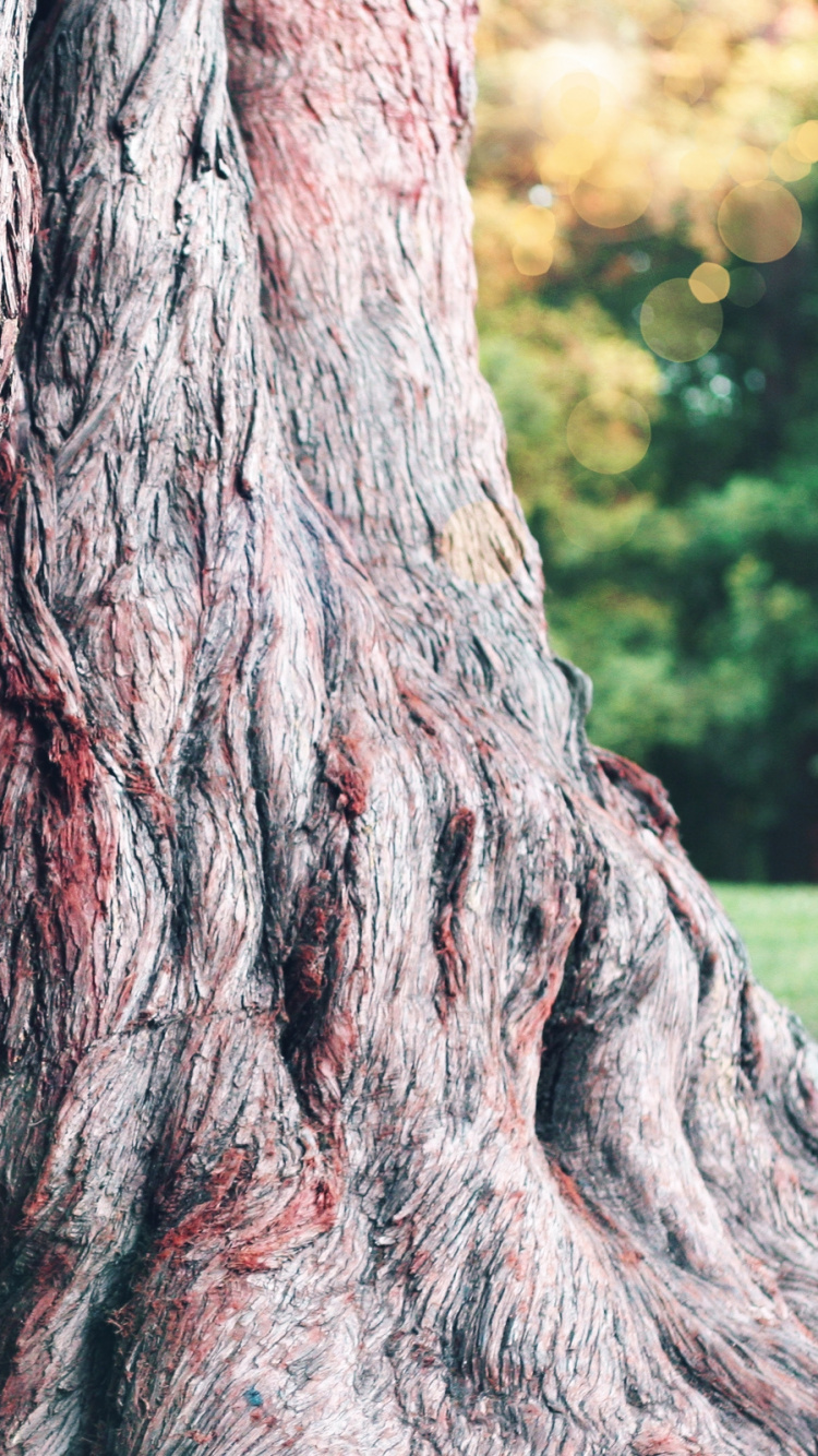 Tronco de Árbol Marrón Durante el Día. Wallpaper in 750x1334 Resolution