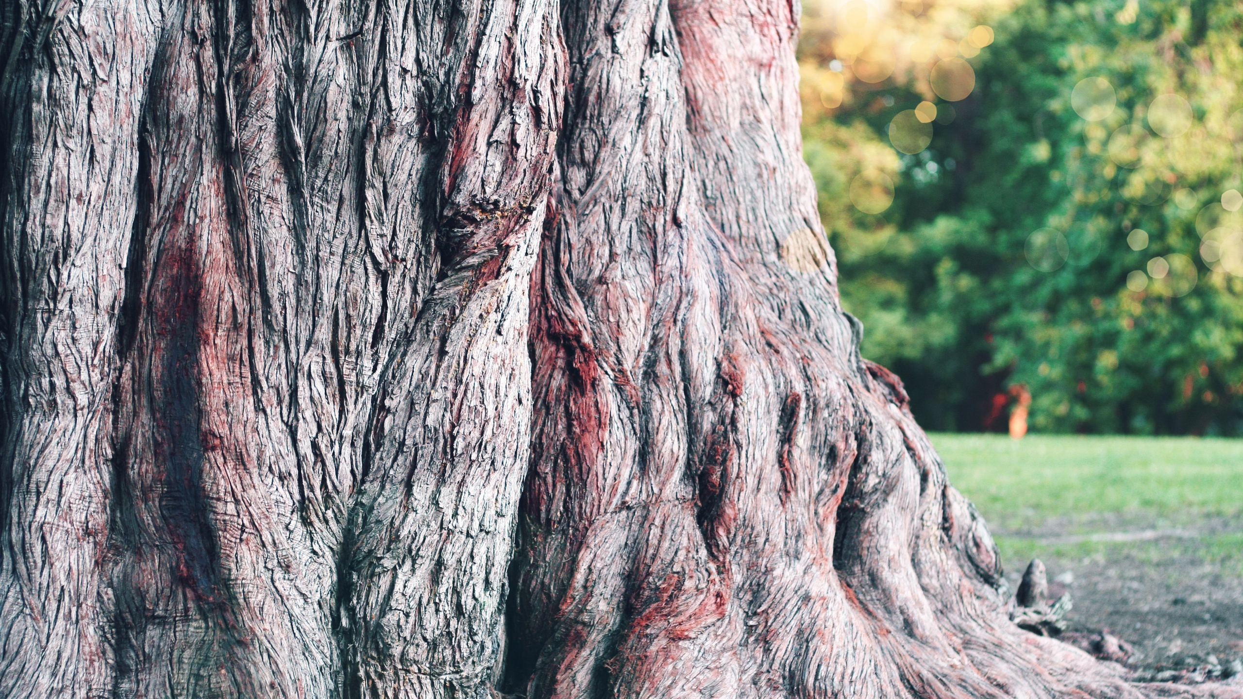 Brown Tree Trunk During Daytime. Wallpaper in 2560x1440 Resolution