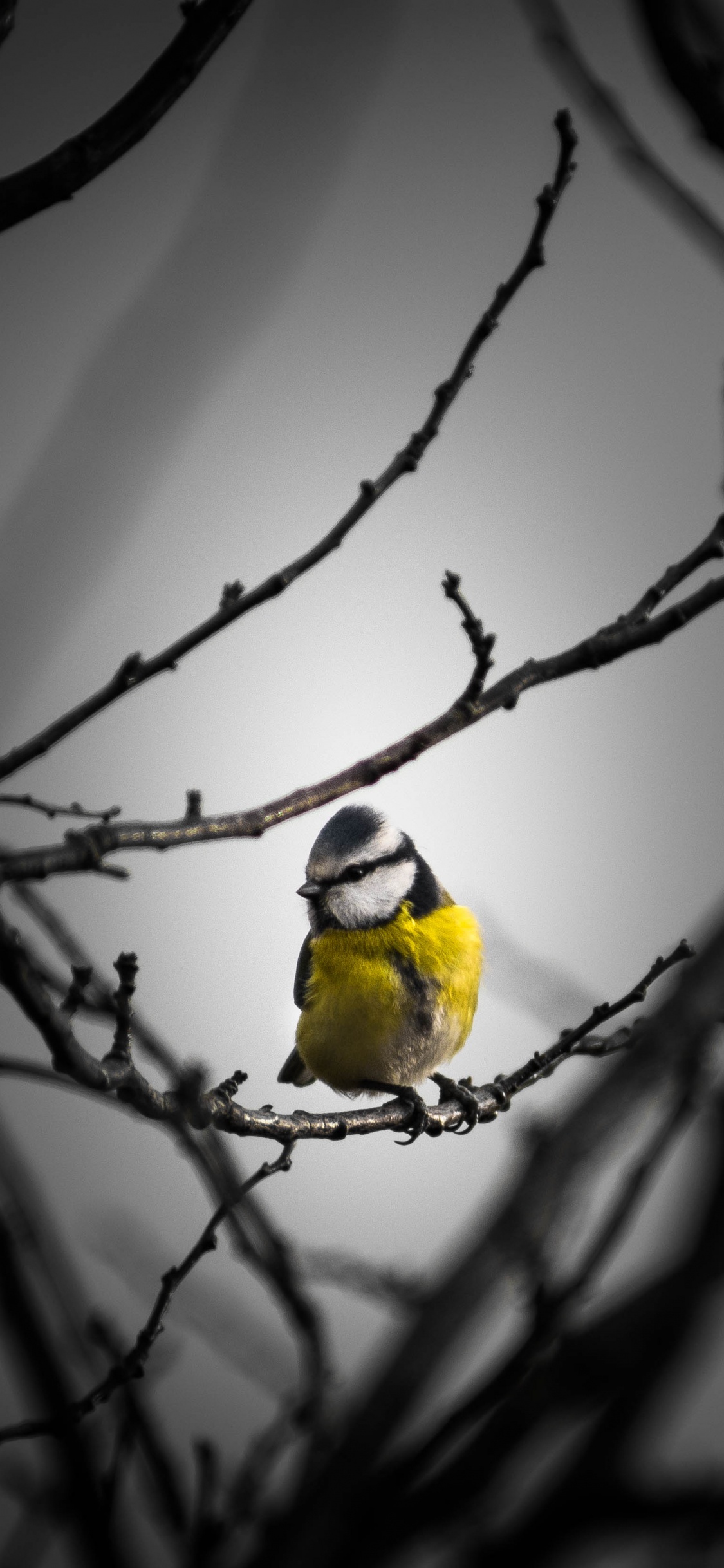 Pájaro Amarillo en la Rama de un Árbol Marrón. Wallpaper in 1125x2436 Resolution