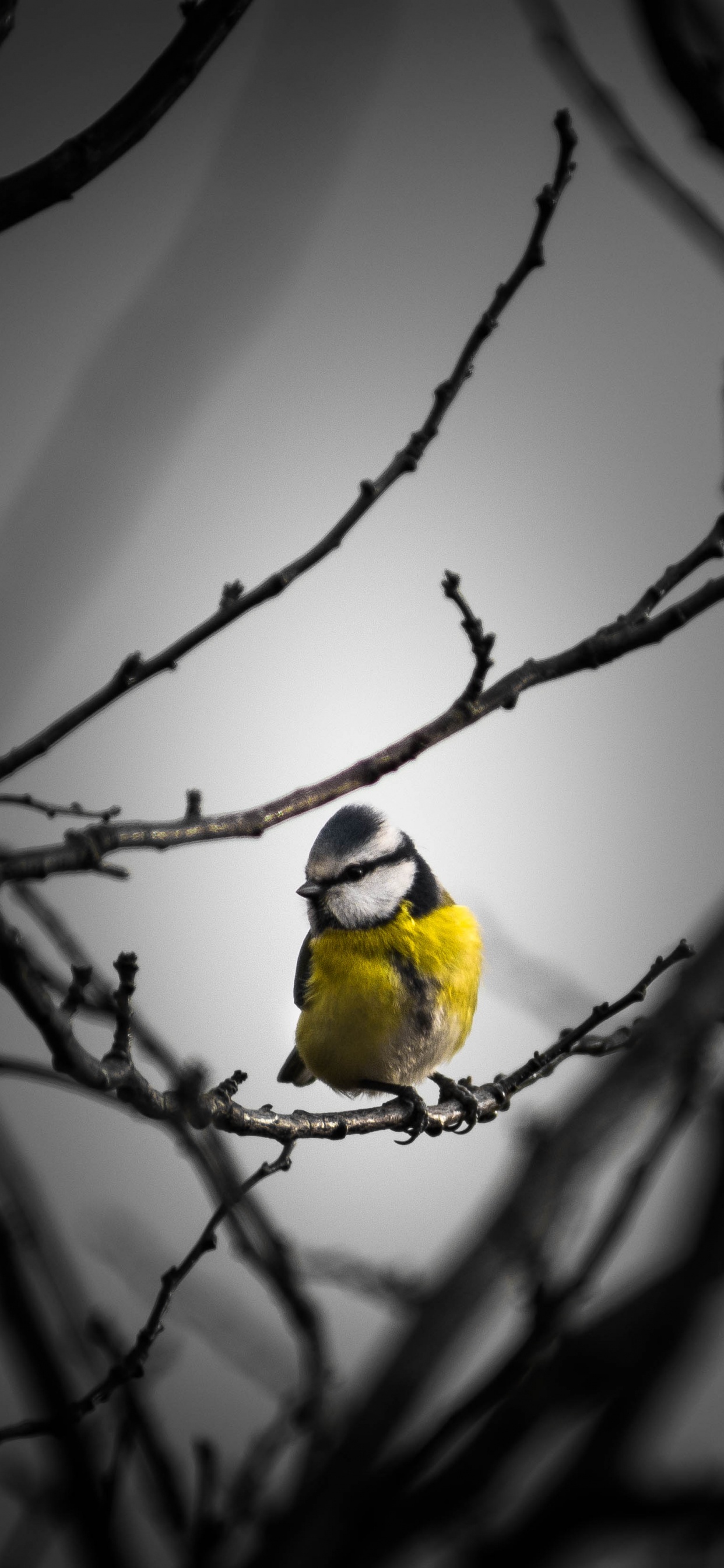 Pájaro Amarillo en la Rama de un Árbol Marrón. Wallpaper in 1242x2688 Resolution