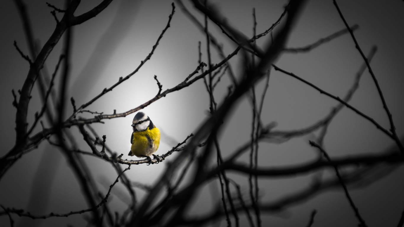 Pájaro Amarillo en la Rama de un Árbol Marrón. Wallpaper in 1366x768 Resolution