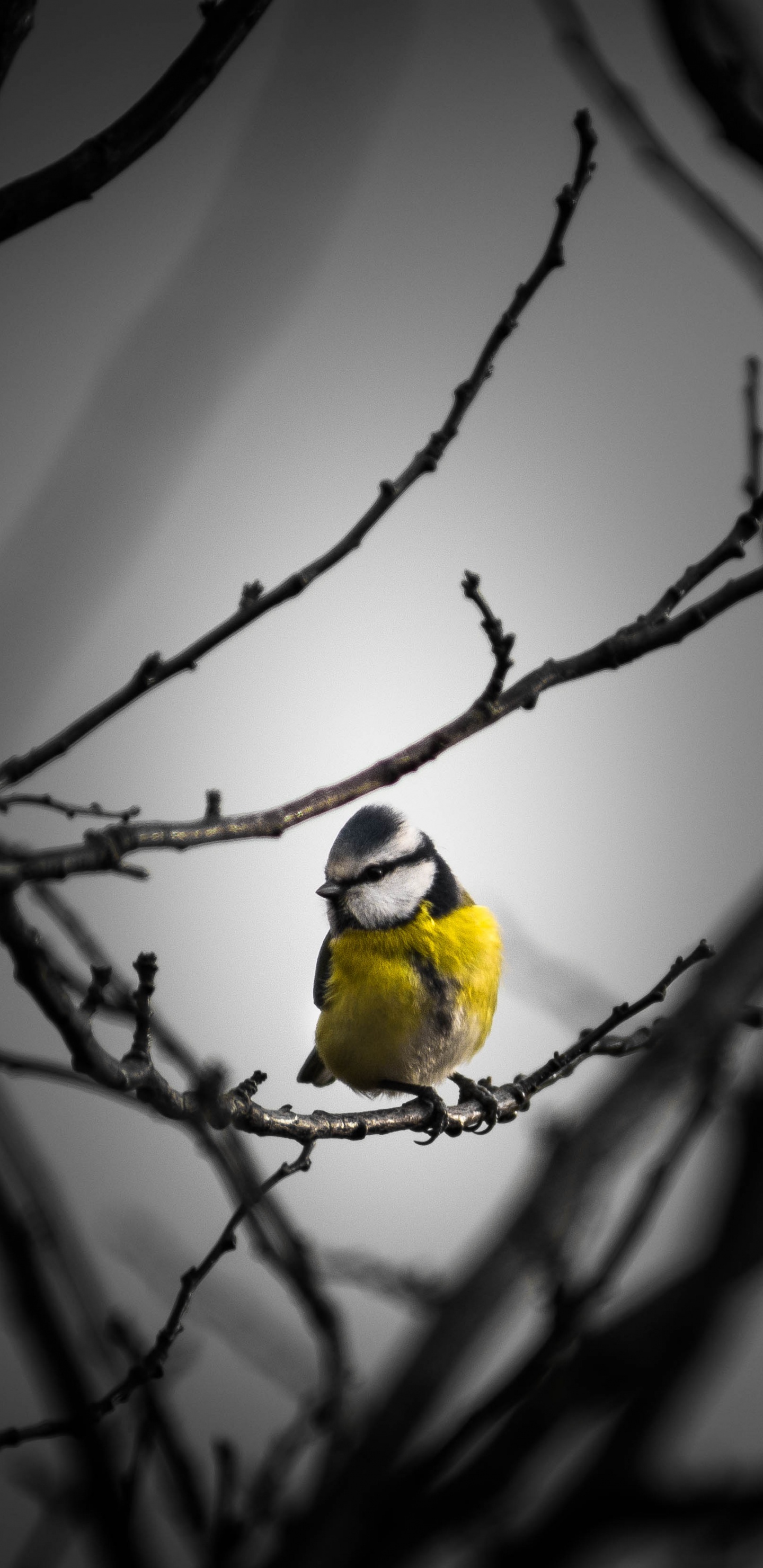 Pájaro Amarillo en la Rama de un Árbol Marrón. Wallpaper in 1440x2960 Resolution