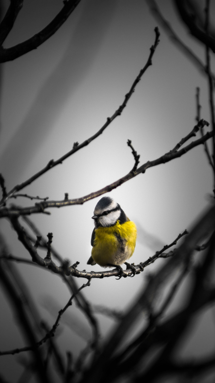 Pájaro Amarillo en la Rama de un Árbol Marrón. Wallpaper in 750x1334 Resolution
