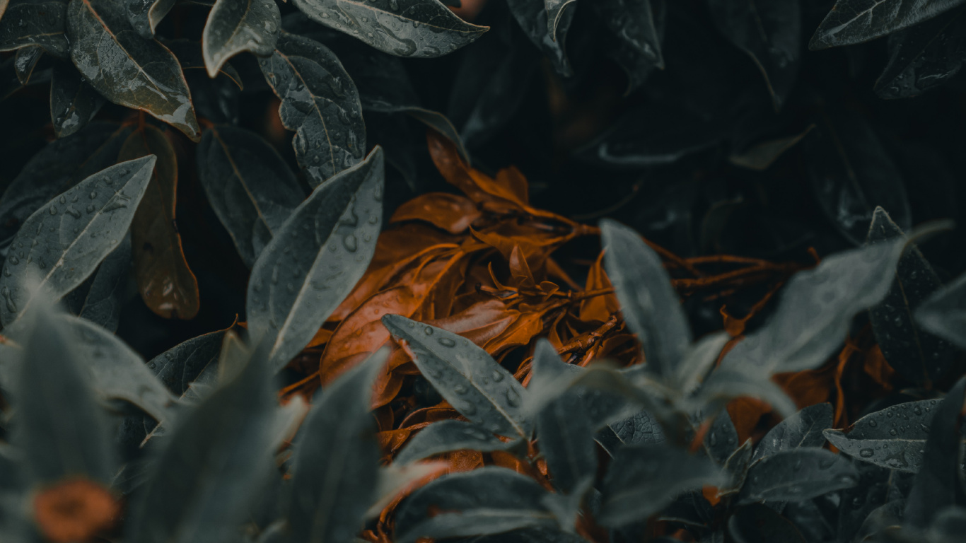 Feuille, Green, Idée, Plante, Motivation. Wallpaper in 1366x768 Resolution