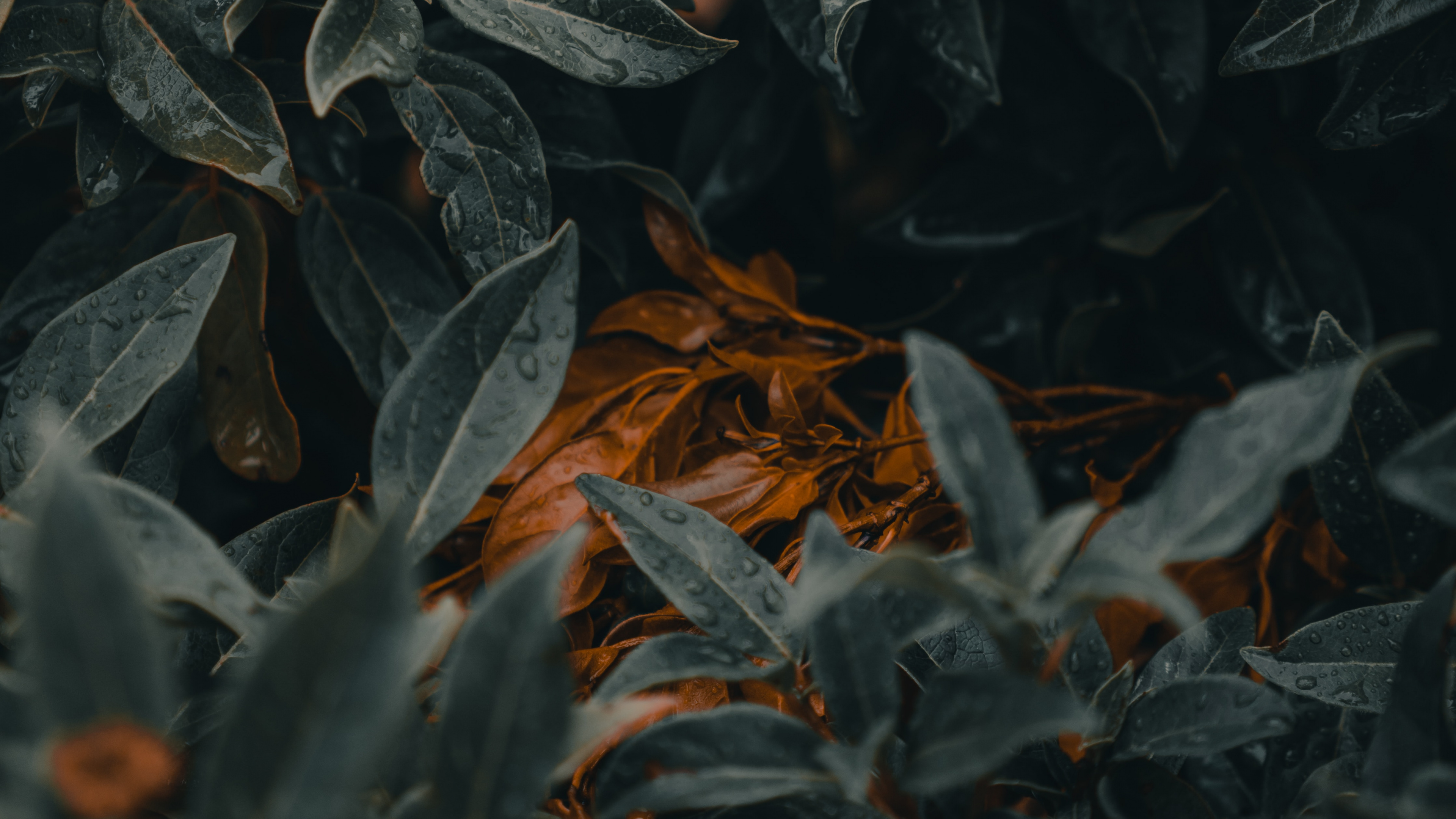 Feuille, Green, Idée, Plante, Motivation. Wallpaper in 3840x2160 Resolution