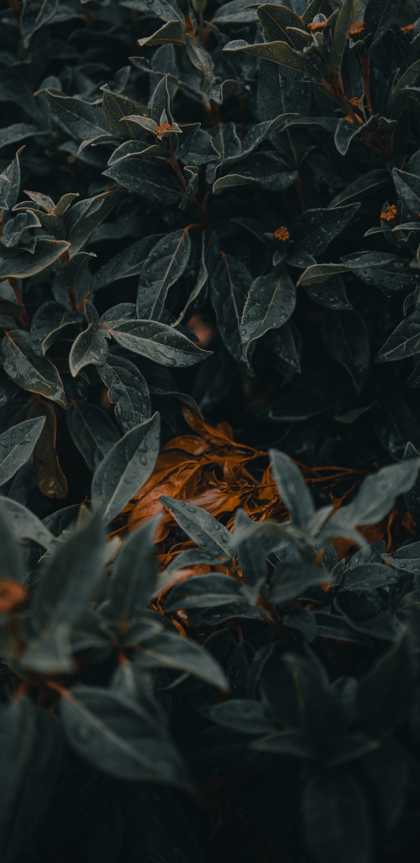 Leaf, Green, Plant, Tree, Pattern. Wallpaper in 1440x2960 Resolution