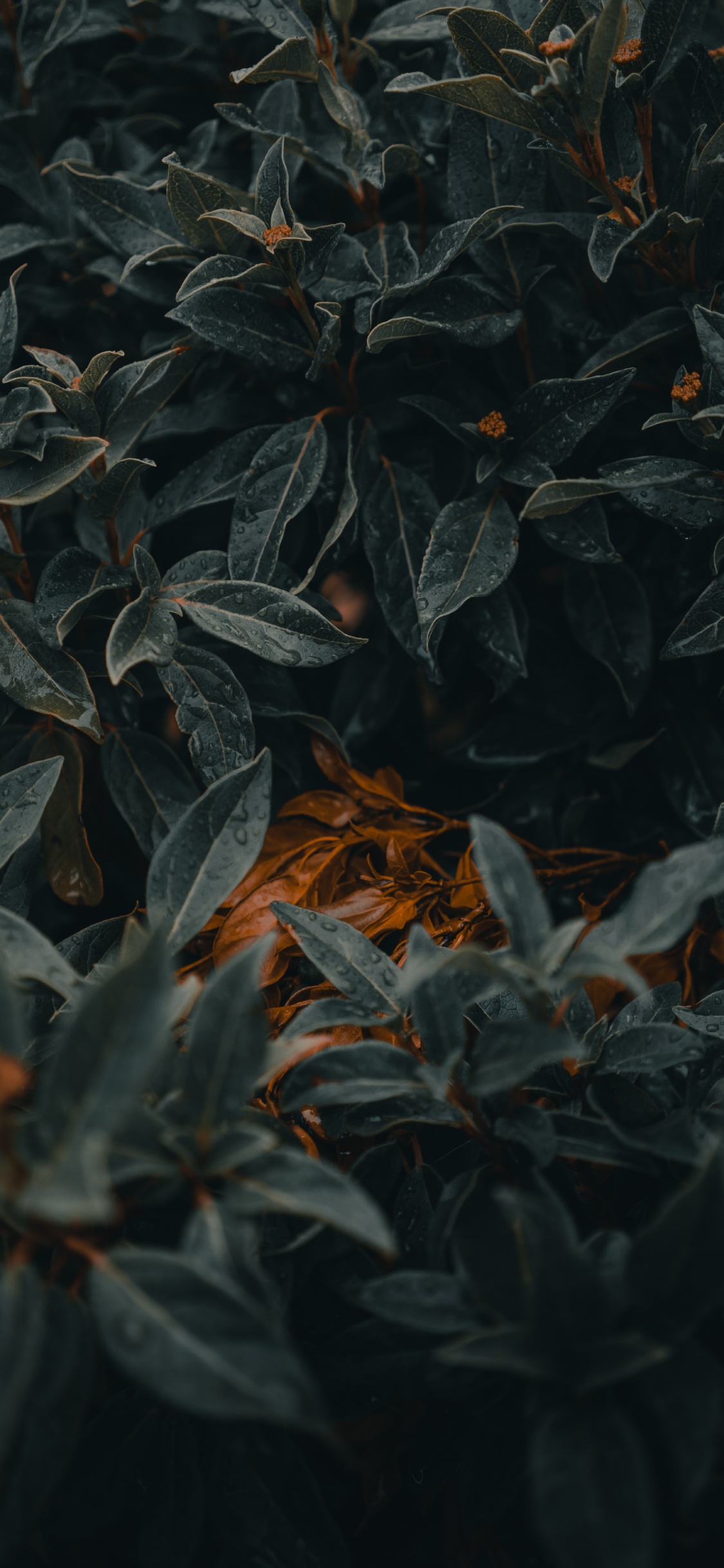 Verde, Patrón, Idea, Planta, Motivación. Wallpaper in 1125x2436 Resolution