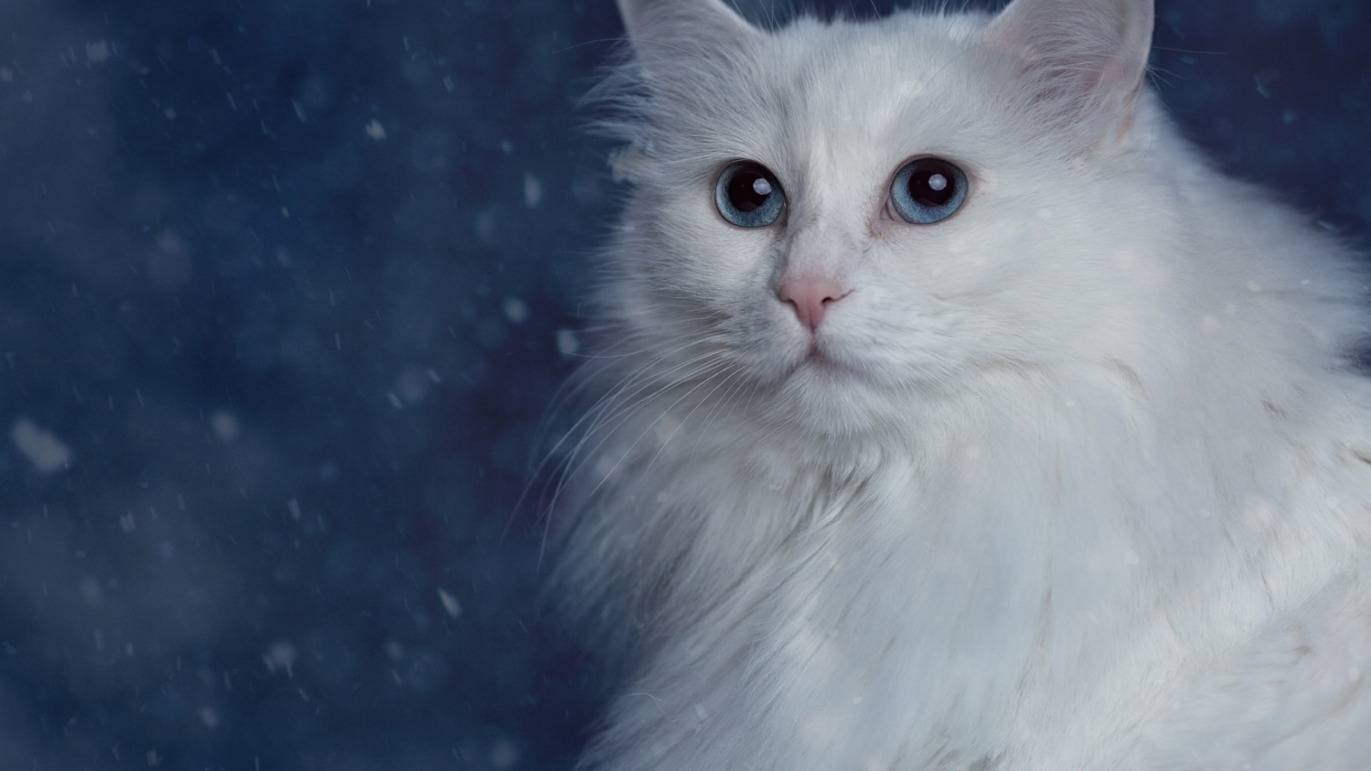 White Cat With Blue Eyes. Wallpaper in 1920x1080 Resolution