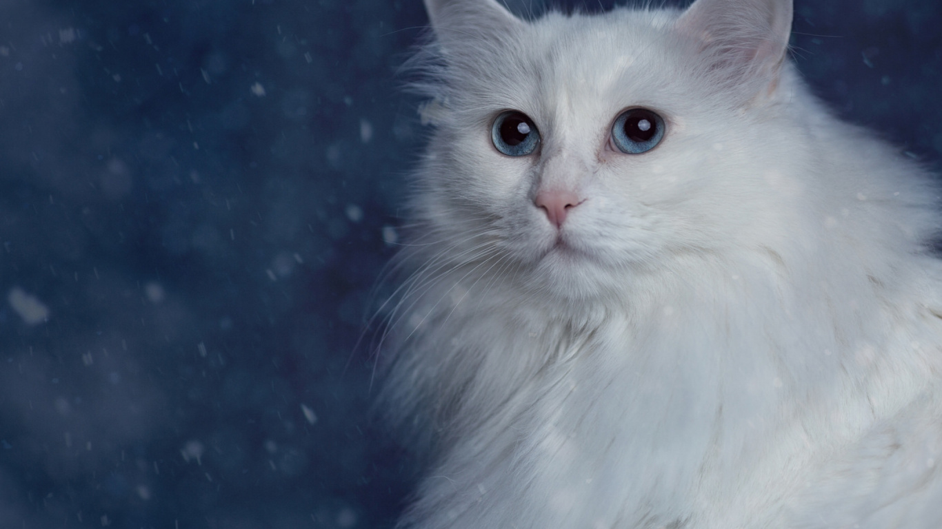 Gato Blanco Con Ojos Azules. Wallpaper in 1366x768 Resolution