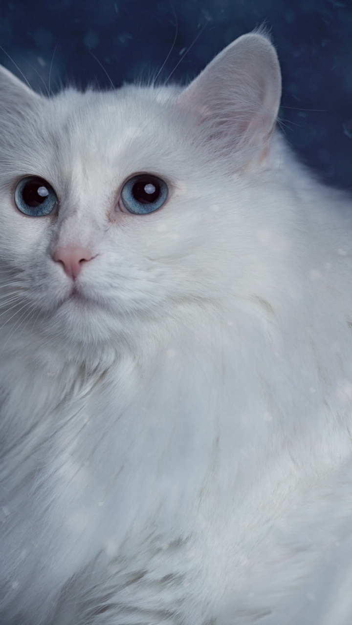 Gato Blanco Con Ojos Azules. Wallpaper in 720x1280 Resolution