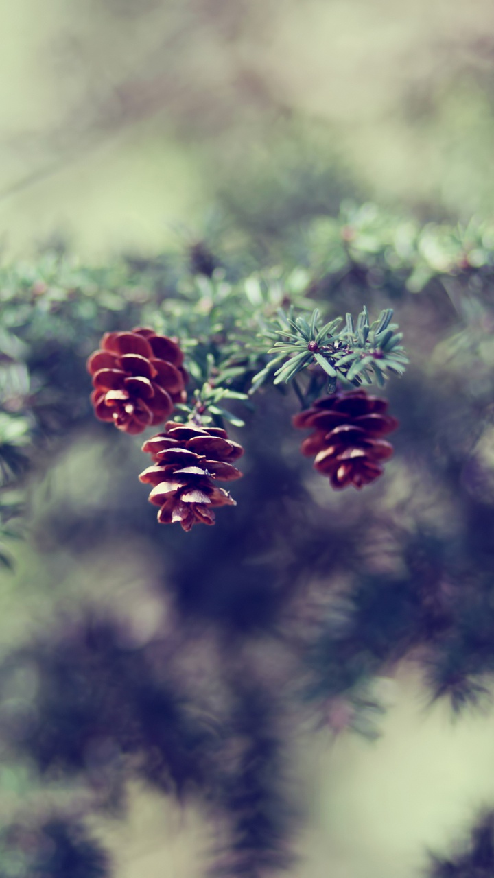 Natur, Blatt, Baum, Branch, Frühjahr. Wallpaper in 720x1280 Resolution
