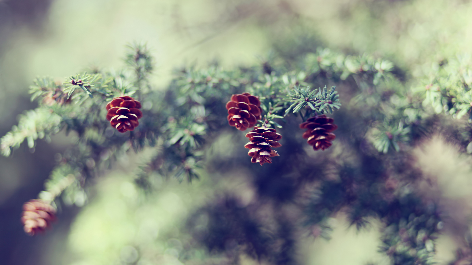 Download 1920x1080 Wallpaper Nature, Leaf, Tree, Branch, Spring Nature, Leaf, Tree, Branch, Spring. Wallpaper in 1920x1080 Resolution