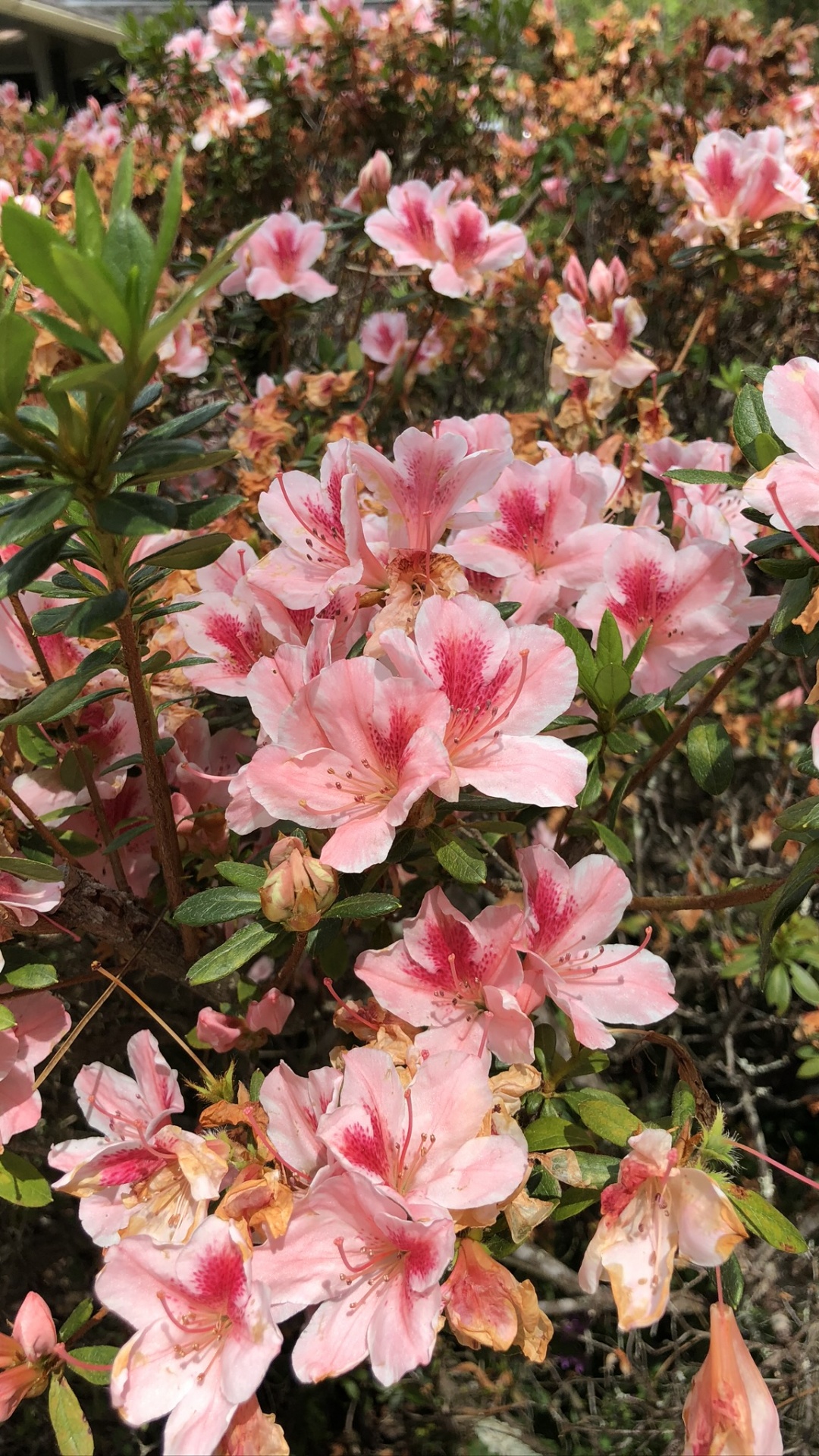 Azalée, la Floraison de la Plante, Rhododendron, Biologie, Plantes à Graines. Wallpaper in 1080x1920 Resolution