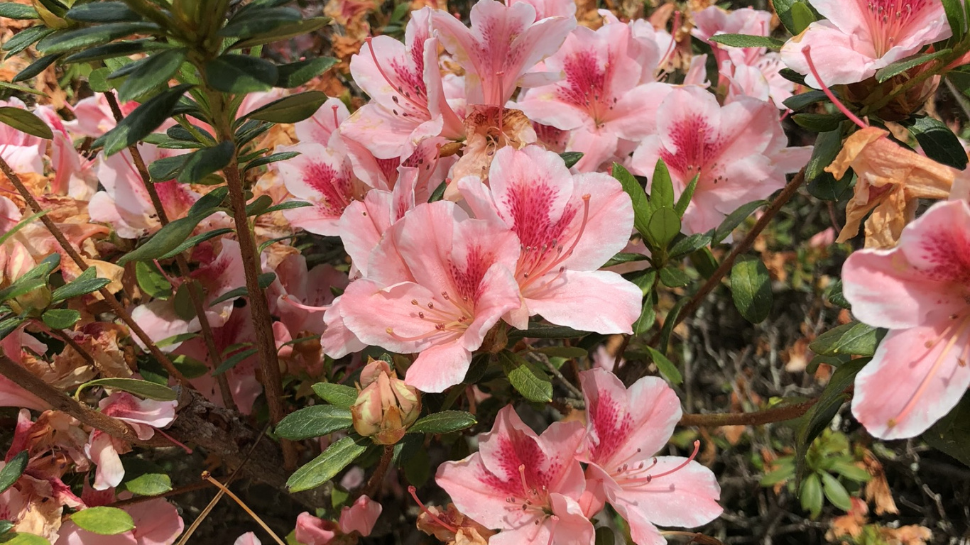 Azalée, la Floraison de la Plante, Rhododendron, Biologie, Plantes à Graines. Wallpaper in 1366x768 Resolution