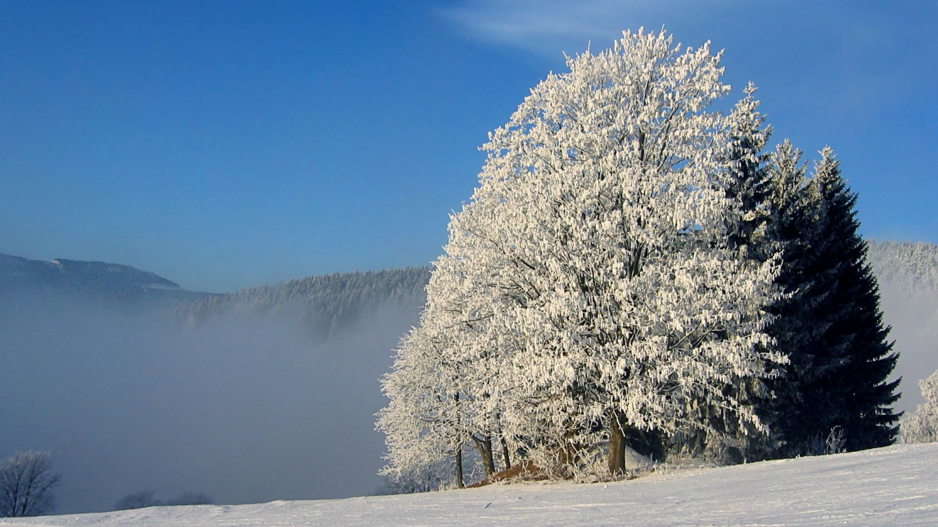 Árbol Blanco Sobre Suelo Cubierto de Nieve Durante el Día. Wallpaper in 1366x768 Resolution