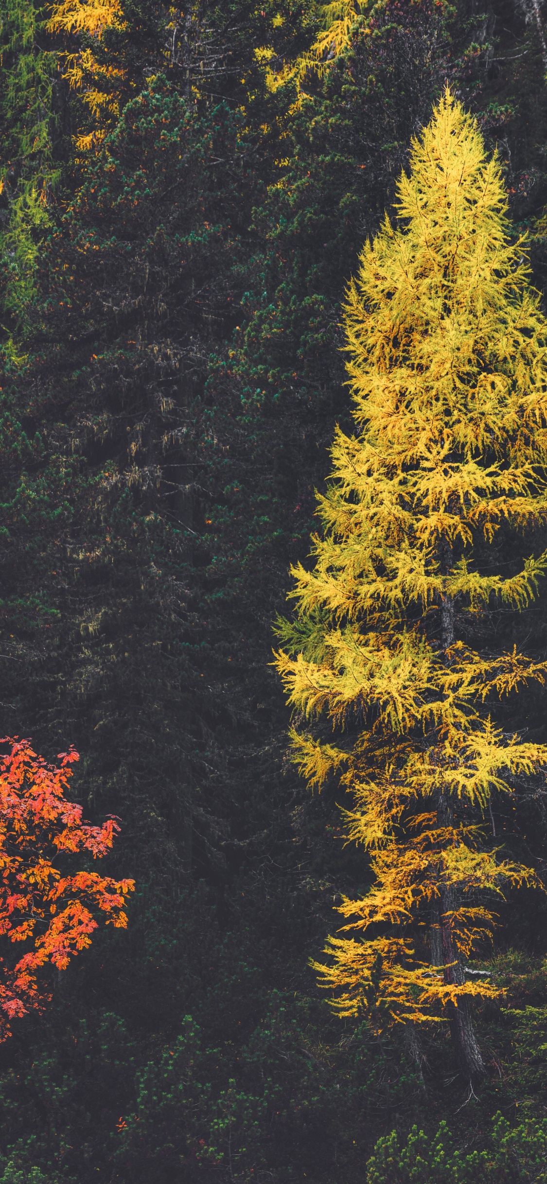 Larch, Spruce, Forest, Fir, Tree. Wallpaper in 1125x2436 Resolution