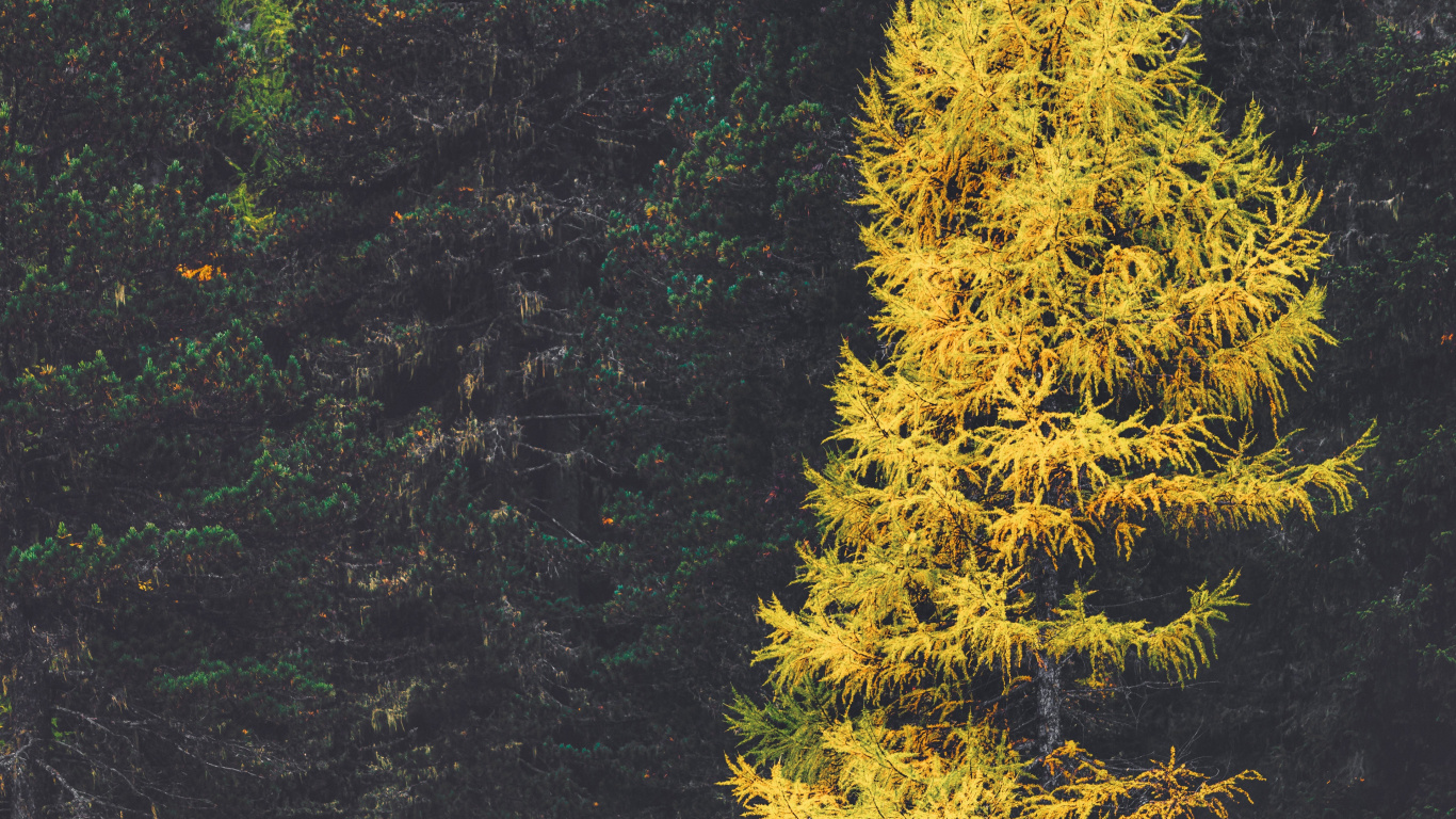 Larch, Spruce, Forest, Fir, Tree. Wallpaper in 1366x768 Resolution