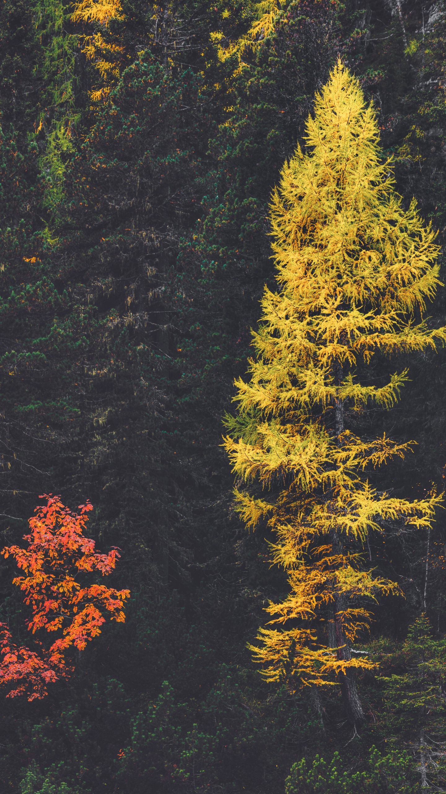 Larch, Spruce, Forest, Fir, Tree. Wallpaper in 1440x2560 Resolution