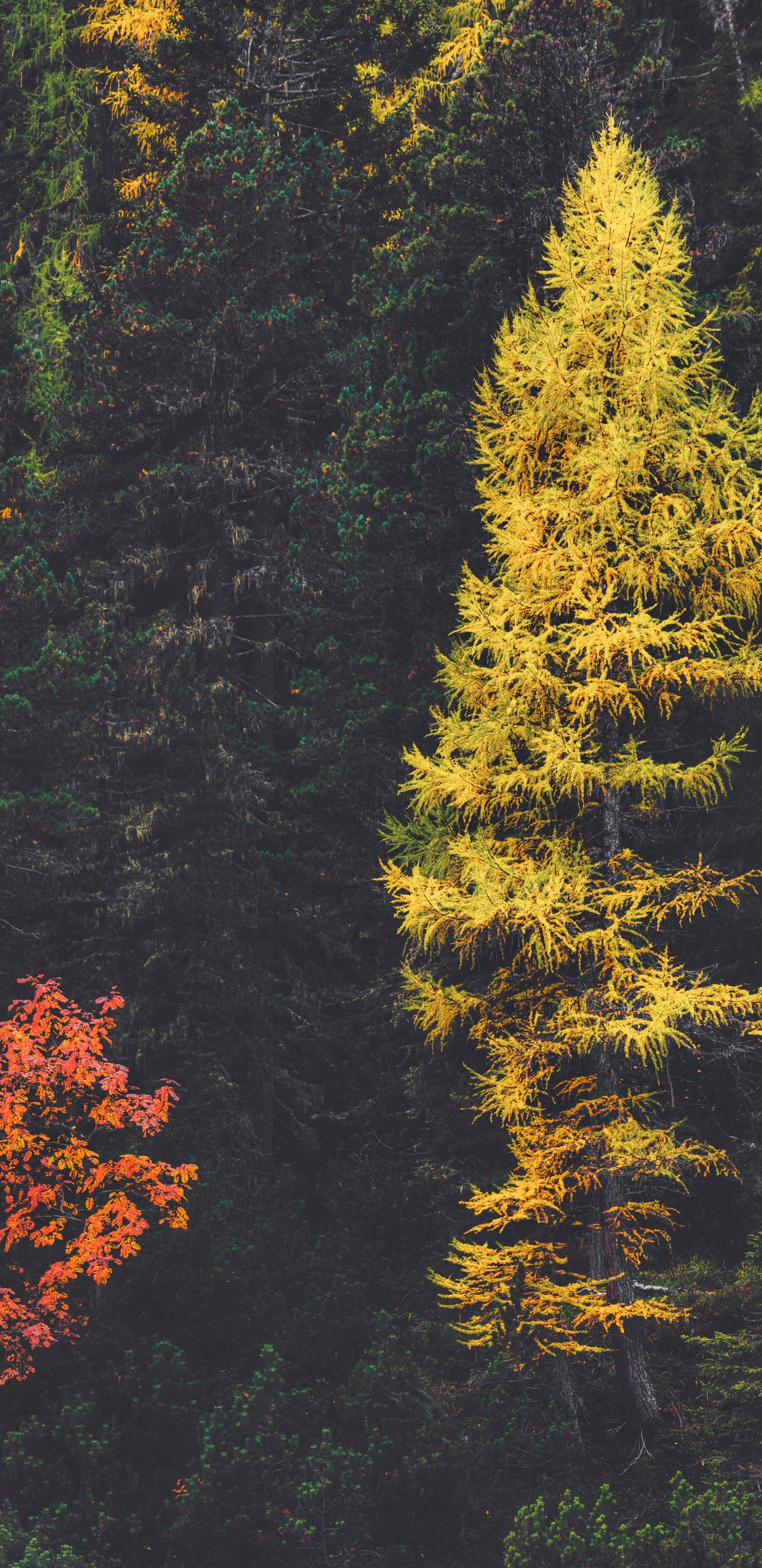 Larch, Spruce, Forest, Fir, Tree. Wallpaper in 1440x2960 Resolution