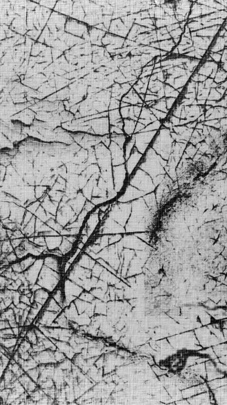 Photo en Niveaux de Gris D'un Arbre Sans Feuilles. Wallpaper in 750x1334 Resolution