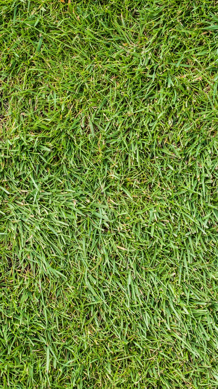 Tagsüber Grüne Wiese. Wallpaper in 720x1280 Resolution