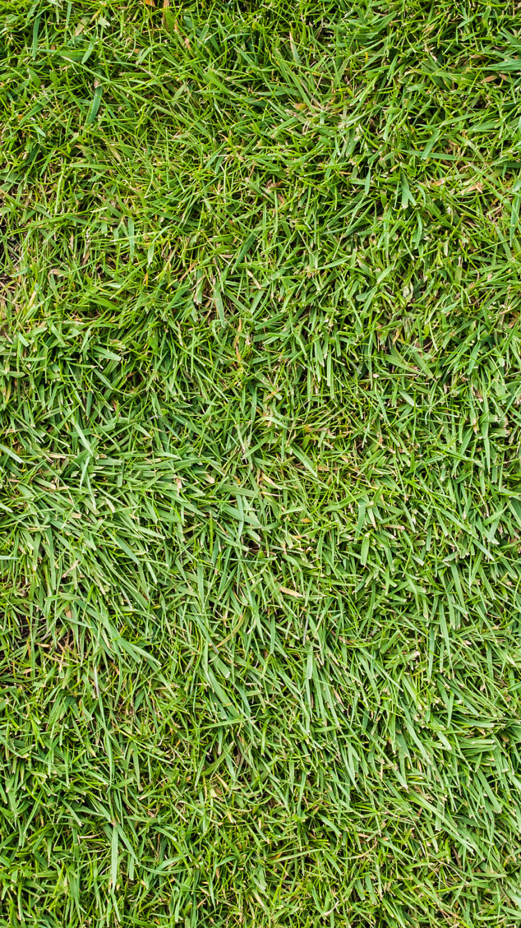 Tagsüber Grüne Wiese. Wallpaper in 750x1334 Resolution