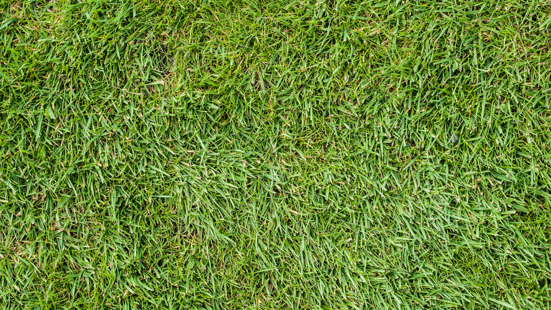 Champ D'herbe Verte Pendant la Journée. Wallpaper in 1920x1080 Resolution