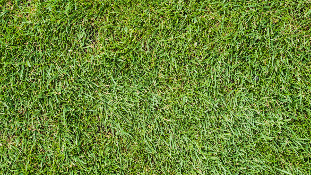 Green Grass Field During Daytime. Wallpaper in 1280x720 Resolution