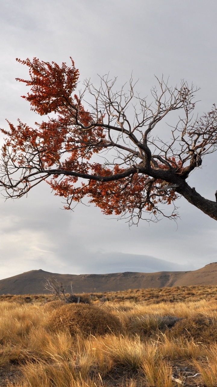 Árbol Sin Hojas en Campo de Hierba Marrón Bajo el Cielo Nublado Gris. Wallpaper in 720x1280 Resolution