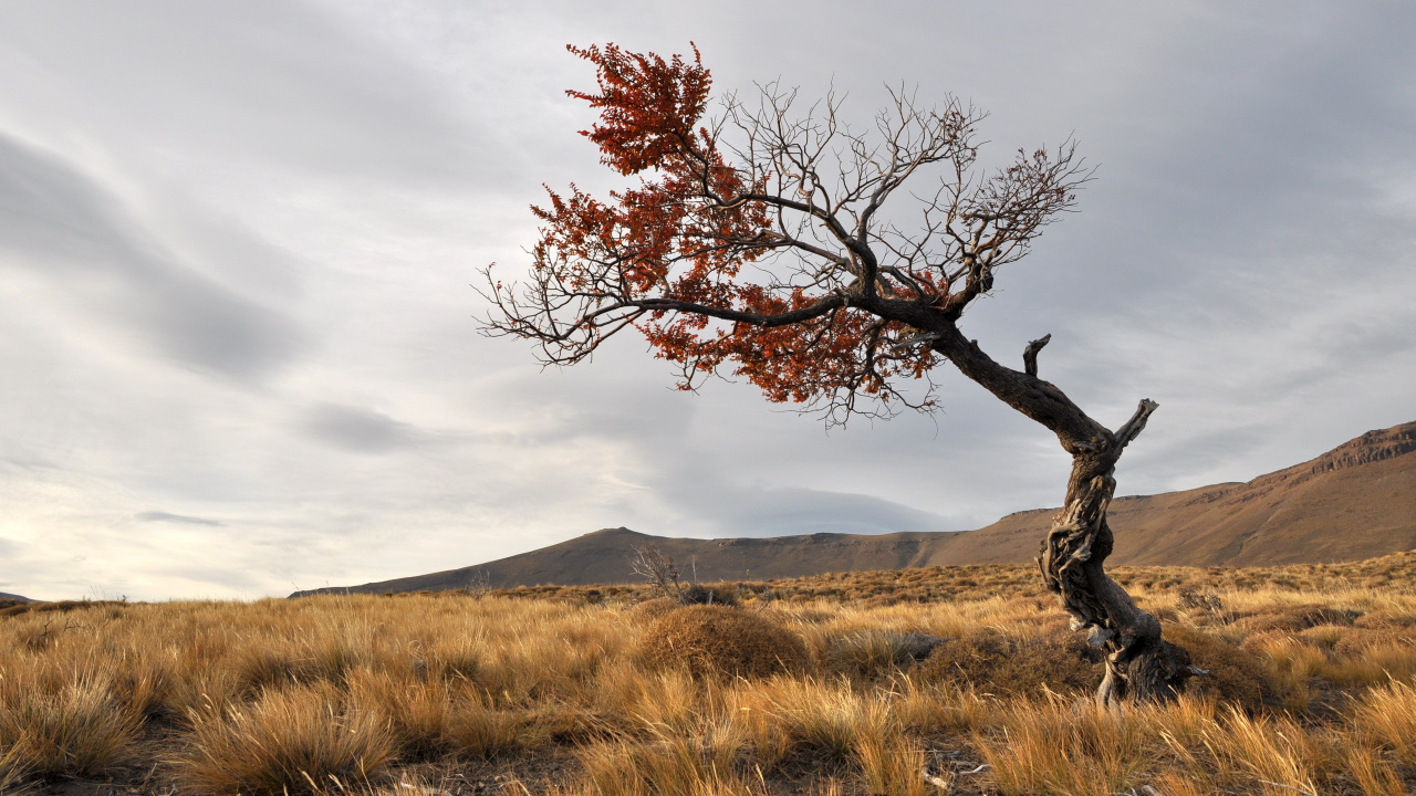Arbre Sans Feuilles Sur Terrain D'herbe Brune Sous Ciel Nuageux Gris. Wallpaper in 1280x720 Resolution