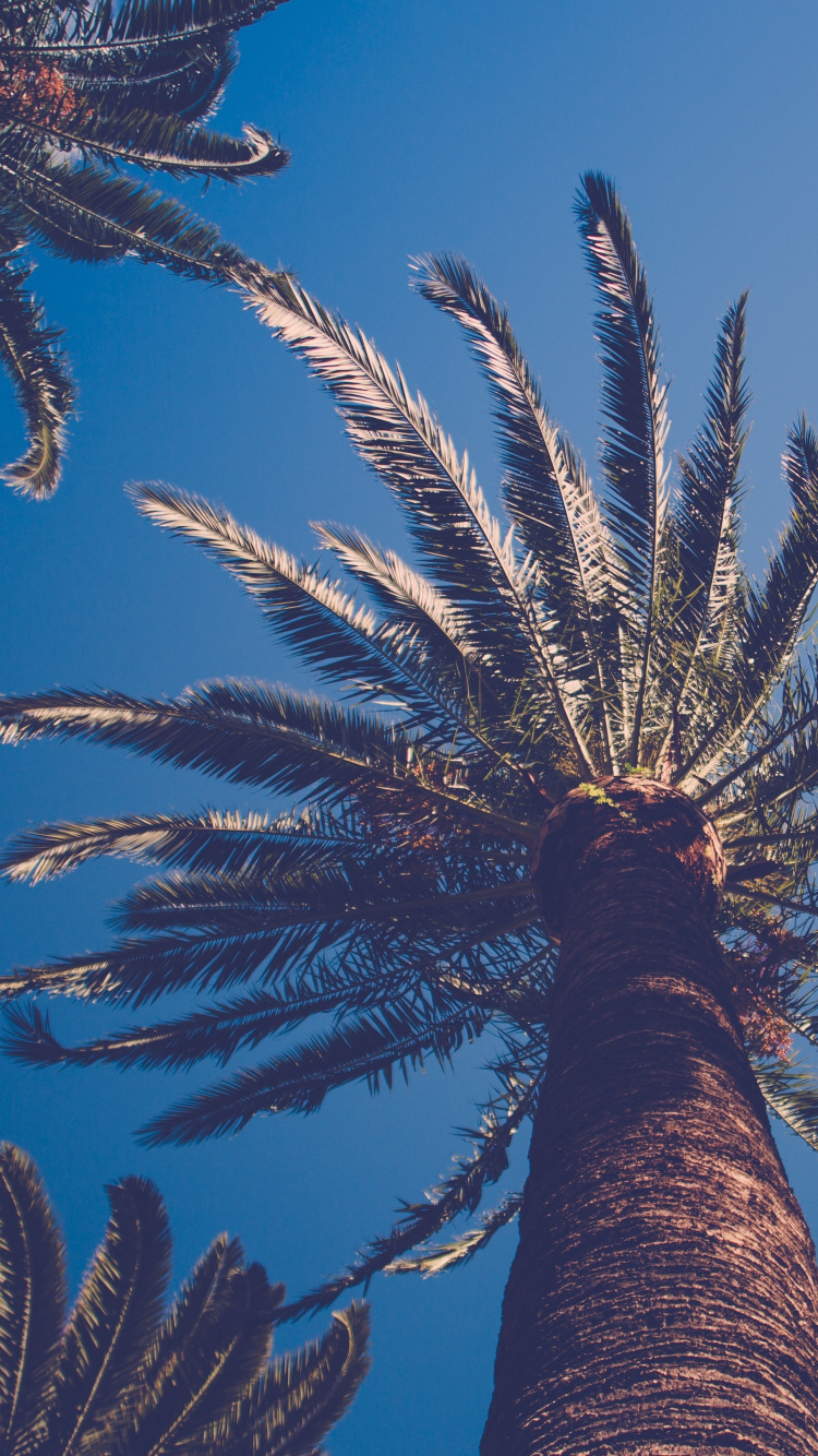 Palmera Verde Bajo un Cielo Azul Durante el Día. Wallpaper in 750x1334 Resolution