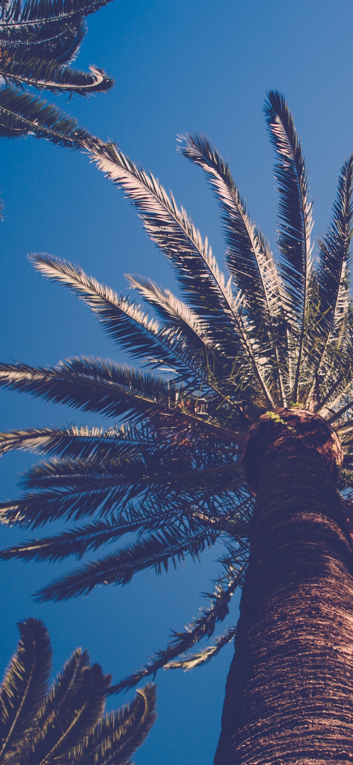 Tagsüber Grüne Palme Unter Blauem Himmel. Wallpaper in 1125x2436 Resolution