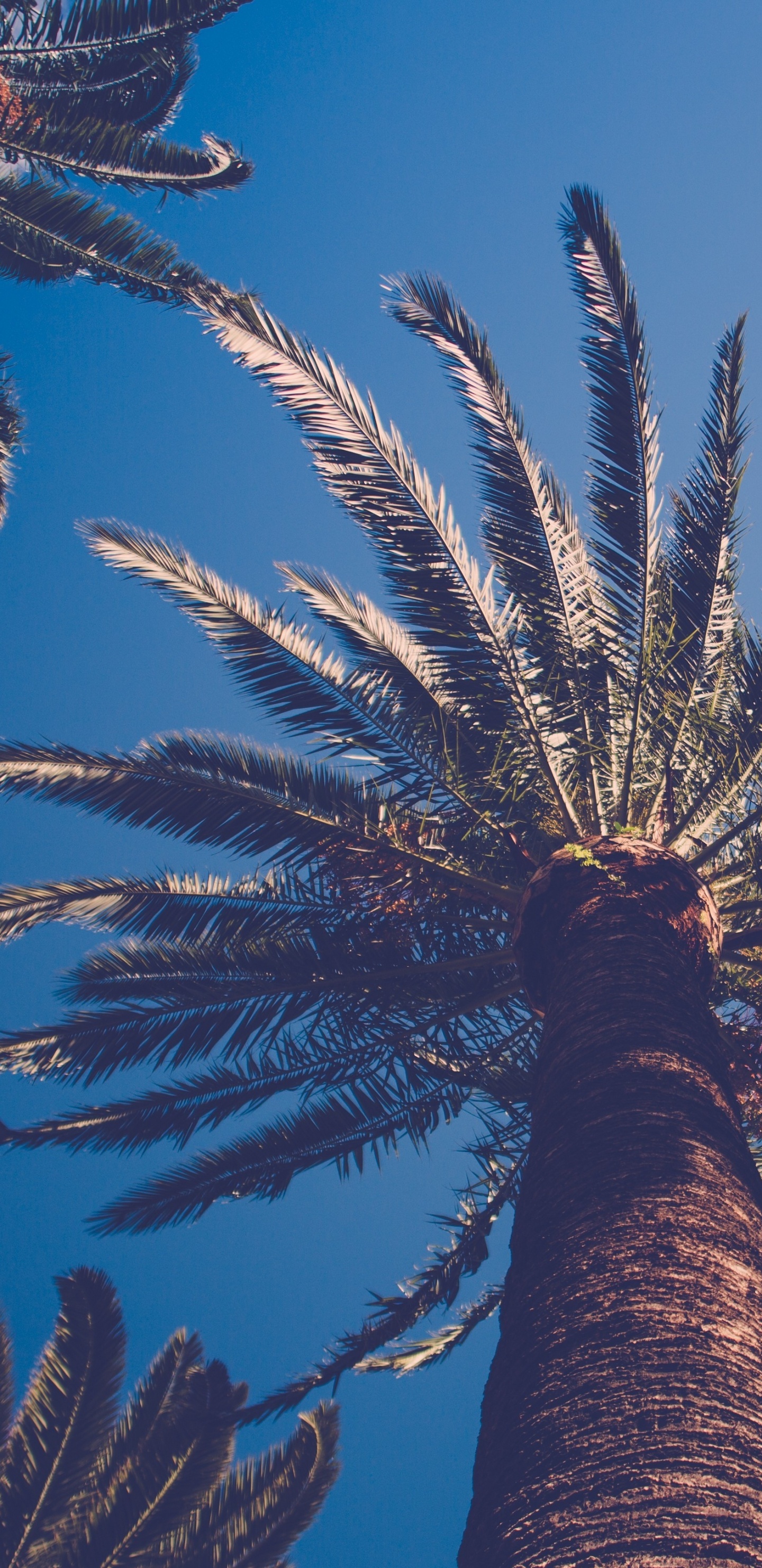 Palmier Vert Sous Ciel Bleu Pendant la Journée. Wallpaper in 1440x2960 Resolution