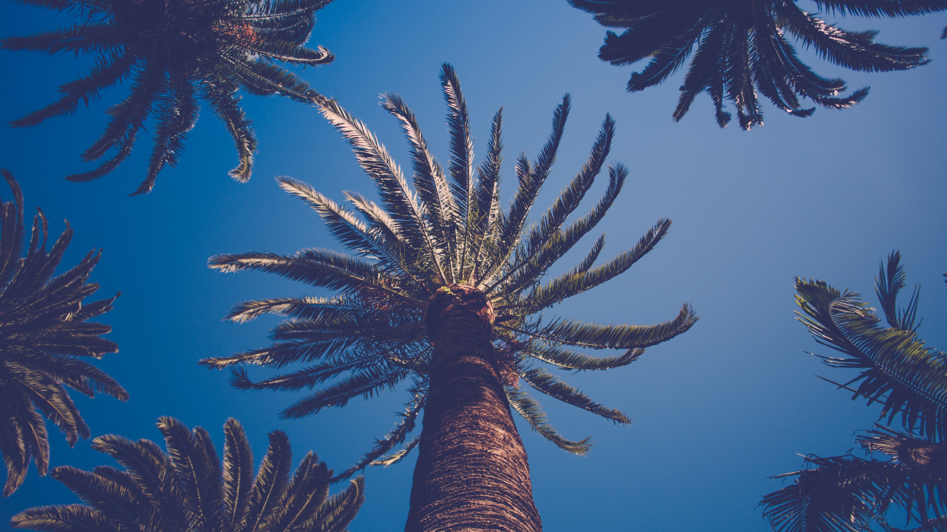 Green Palm Tree Under Blue Sky During Daytime. Wallpaper in 1366x768 Resolution