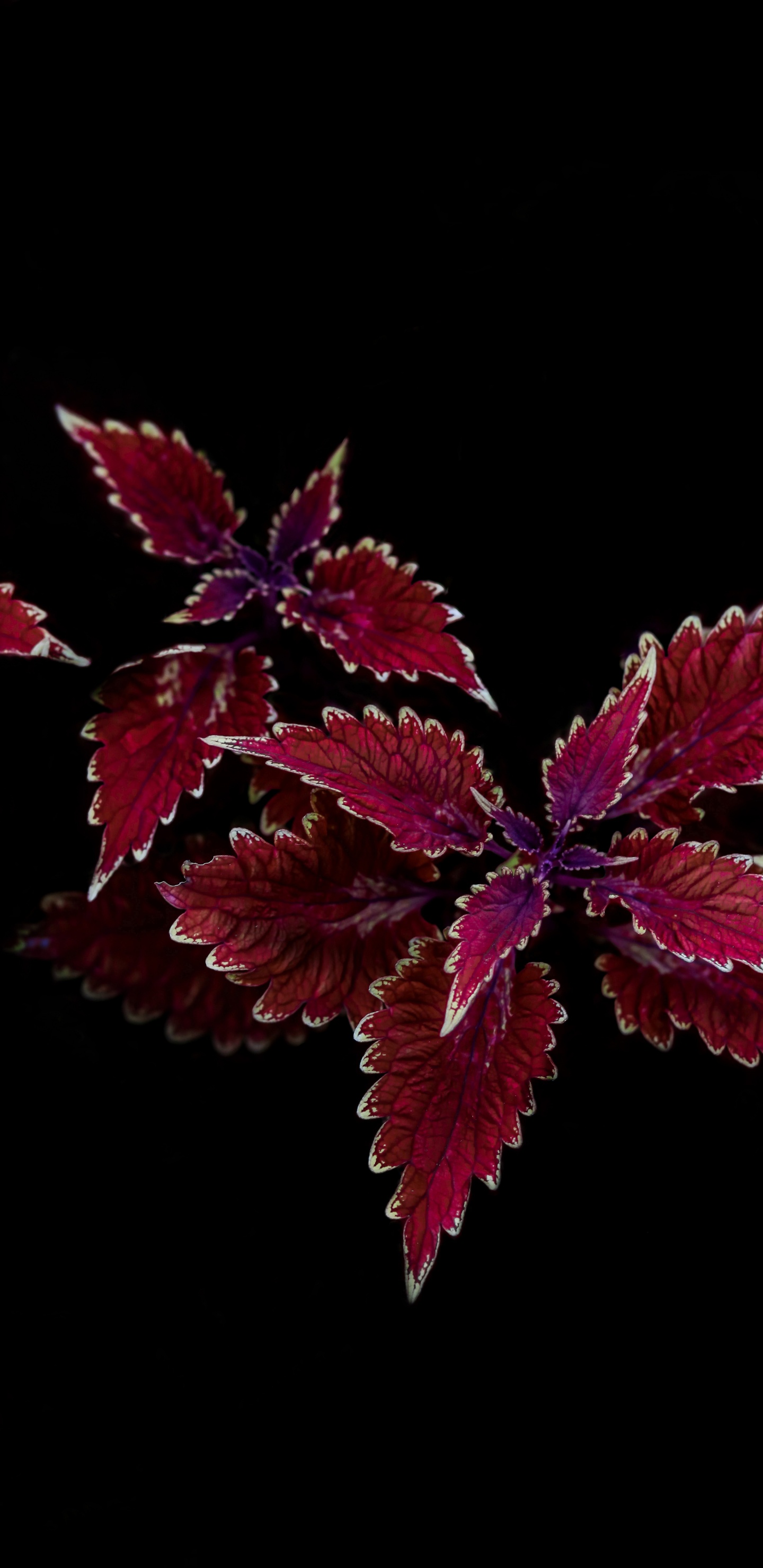 Blatt, Purpur, Magenta, Baum, Blühende Pflanze. Wallpaper in 1440x2960 Resolution