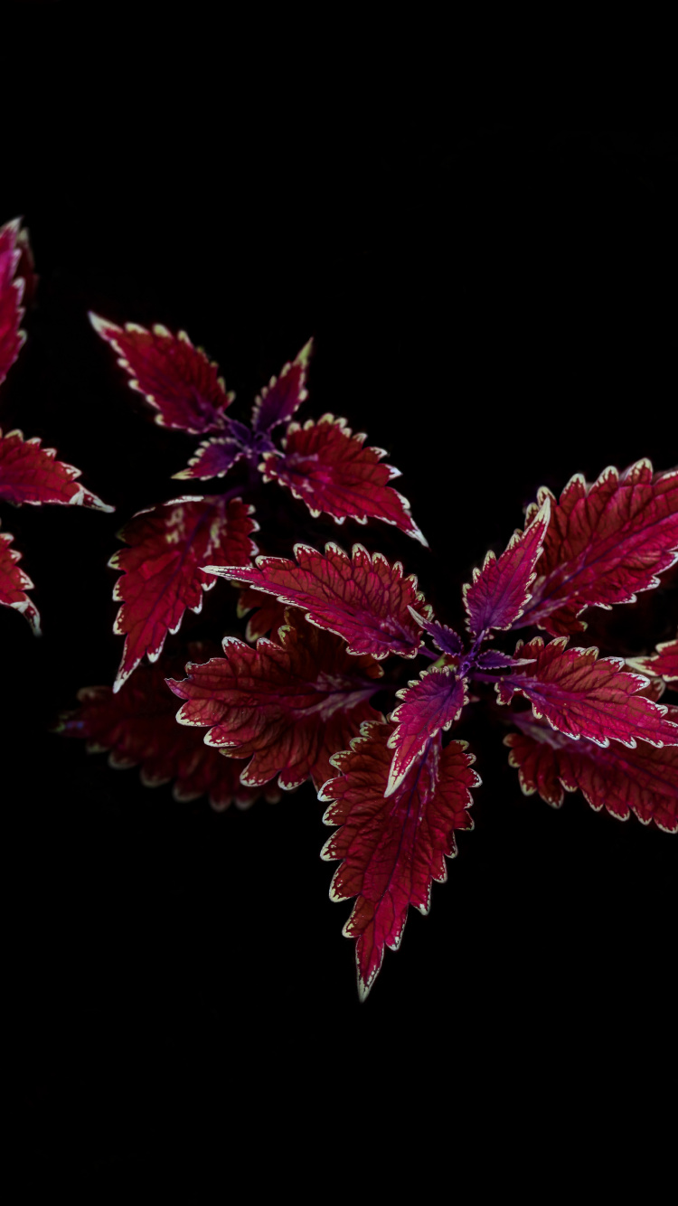 Feuille, Purple, Magenta, la Floraison de la Plante, Pétale. Wallpaper in 750x1334 Resolution