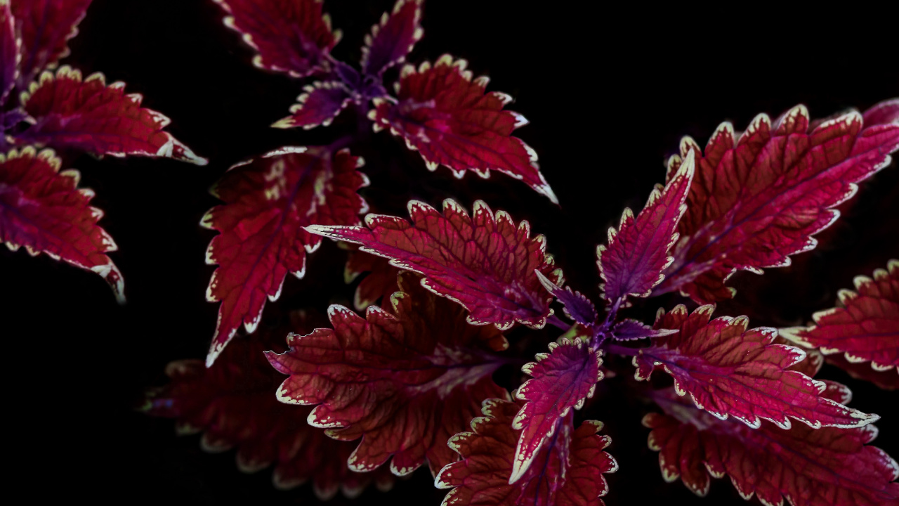 Morado, Magenta, la Floración de la Planta, Pétalo, Planta Anual. Wallpaper in 1280x720 Resolution