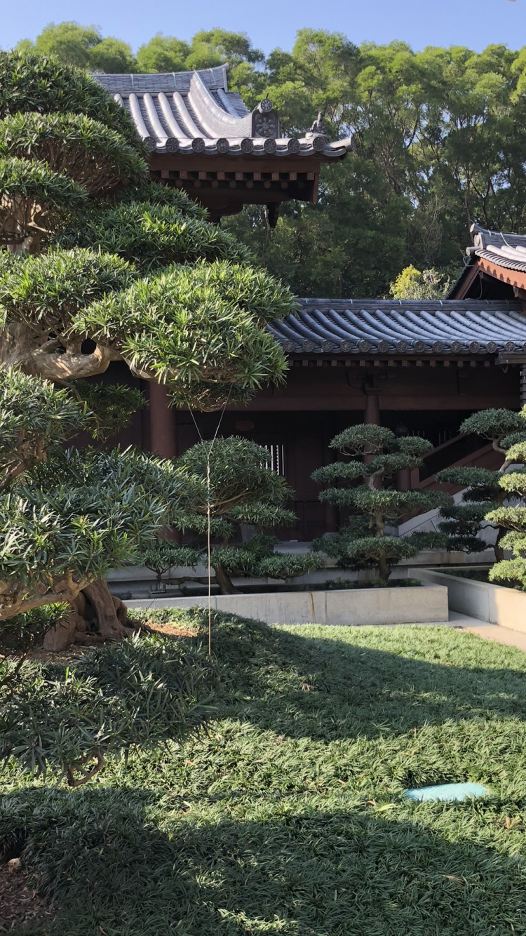 Hong Kong, Tree, Landscape, Vegetation, Chinese Architecture. Wallpaper in 750x1334 Resolution