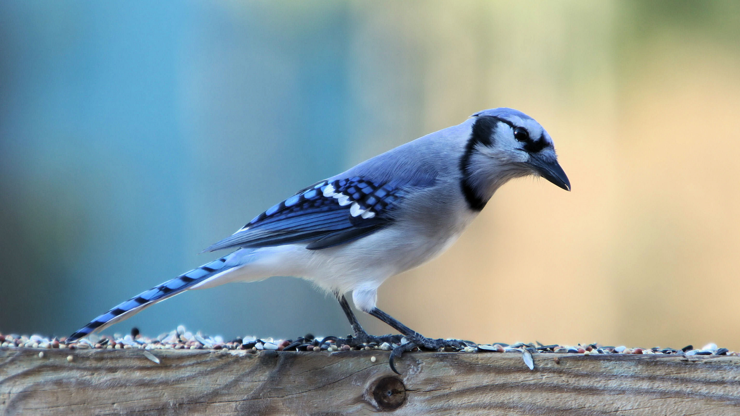 Pájaro Azul y Blanco Sobre Superficie de Madera Marrón. Wallpaper in 2560x1440 Resolution