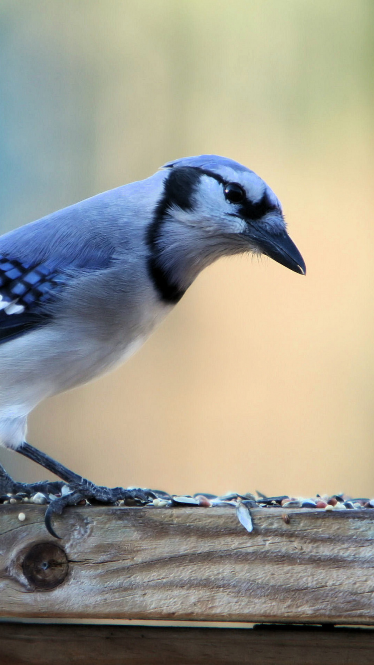 Blue and White Bird on Brown Wooden Surface. Wallpaper in 750x1334 Resolution