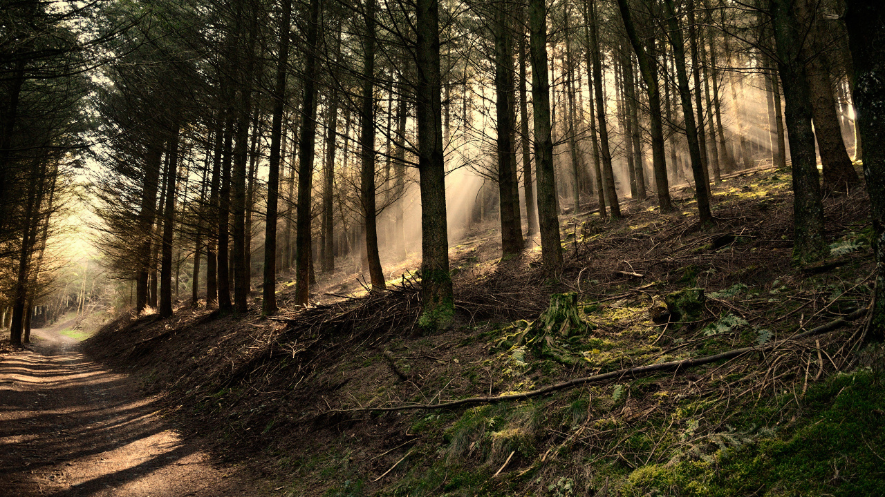 Brown Trees on Forest During Daytime. Wallpaper in 1280x720 Resolution